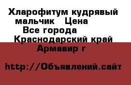 Хларофитум кудрявый мальчик › Цена ­ 30 - Все города  »    . Краснодарский край,Армавир г.